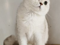 Scottish Fold Shorthair Ns11 Erkek