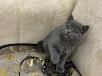 A kalite safkan british shorthair dişi erkek