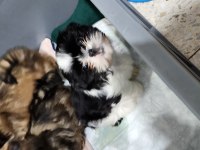 Shih tzu yavrularım yeni ailelerini bekliyorlar