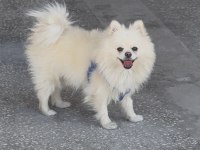 Ful Eğitimli Pomeranian