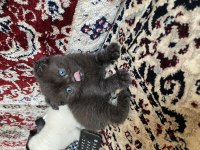 British shorthair kedisi dişi
