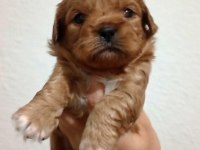 Rezerve açık kg cm garantili maltipoo yavrular