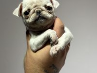 Egzotik beyaz pug mops erkek bebek