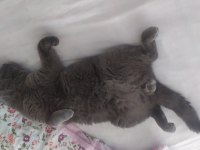 Kedimi çok ama çok uygun vereceğim fiyat önemli değil