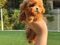 12 SENELİK TECRÜBE İLE IRK GARANTİLİ TOY POODLE