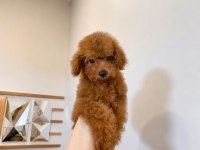 Teacup Red Brown Son Poodle Yavrular