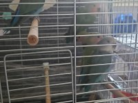 2 Aylık Bebek Sevda Papağanları Yeni Yeme Düştü
