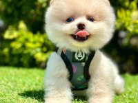 Safkan Pomeranian Boo Yavrularımız