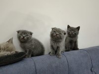 YAVRU KEDİLER BRİTİSH SCOTTİSH FOLD