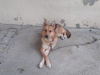 Alman çoban köpeği yavrumuzu sahiplendiriyoruz