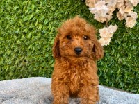 Toy poodle bebekler
