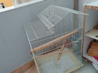 2 çift muhabbet kuşu 3 kafes acil satılık
