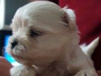 Erkek Teacup Kore Maltese yavrular