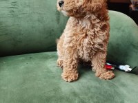 Poodle Erkek Yavru