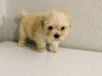 Orjinal ped eğitimli maltipoo bebek