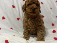 Toy poodle red brown yavrularımız