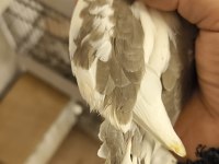El besleme kuşlar ister şimdi al ister 15 gün sonra al