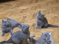 British Longhair 2 Aylık