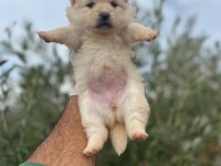 Pomeranian Boo Dişi Erkek Yavrular