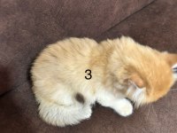 British Longhair Golden Yavrular 50 günlük