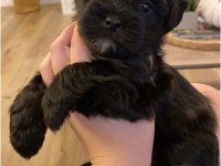 Çanta boy büyümeyen morkie yavruları
