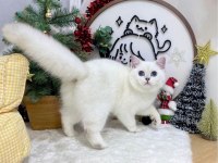 British shorthair dişi