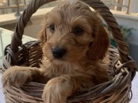 Toy poodle sahiplendiriyoruz