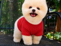 Pomeranian boo kusursuz