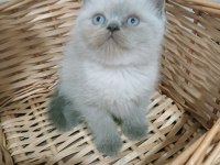 Mavi gözlü blue point british shorthair yavrular