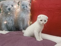 Kar topu scottish fold bebekler