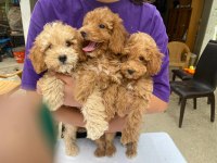 Minyatür toy poodle bebekler