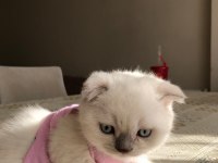 2 Aylığını Doldurmuş Scottish Fold, Blue Point Yavrular
