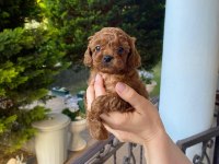 Toy Poodle Yavrular