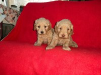 Sevimli ve Oyuncu Maltipoo Yavruları