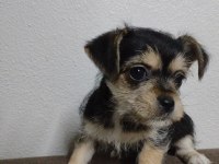 2.5 aylık 1 kg chihuahua yavru