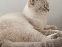 SAMSUN BRİTİSH LONGHAİR KEDİMİZ