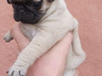 Muhteşem Pug Mops Bebekler