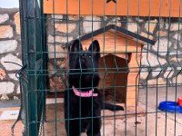 Full Black (Siyah) Showline Alman Kurdu