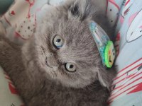 British shorthair bebeklerimize yeni yuva arıyoruz