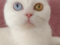 Dünyalar güzeli british shorthair odd eyes sütlacım
