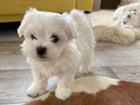 Safkan Orjinal Maltese Terrier Yavrularımız Ev Üretimi