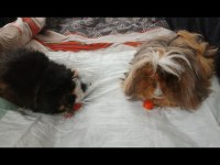 Guinea Pig Kobay Sahiplendirme