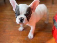 French bulldog varsa daha iyisi o da annesi