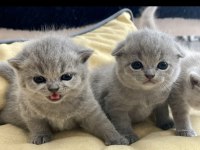 Scottish Fold Gri