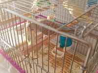 Yavru muhabbet kuşu sahiplendirme