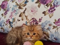 Sun Kennels Üretim Çiftliğinden British Shorthair
