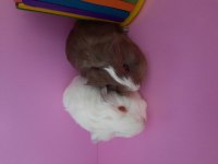 Sheltie ginepig yavrularımız çift