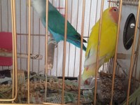 2 yumurtası var sevda papağanı çift olarak