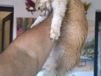 Safkan Dişi Maine Coon