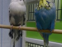 Show Jumbo Muhabbet Kuşlar